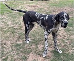 Small #13 Great Dane