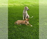 Small #1 Labrador Retriever Mix