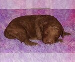 Small #2 Miniature Labradoodle