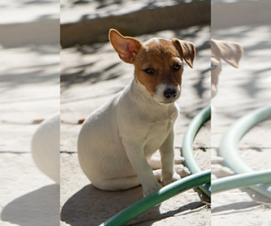 Jack Russell Terrier Puppy for sale in BEAUMONT, CA, USA
