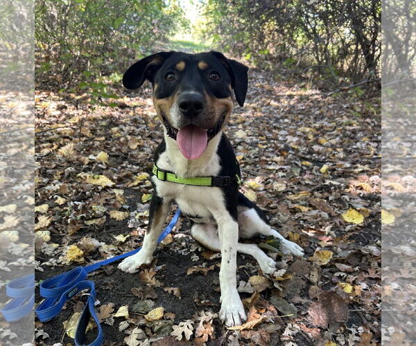 Medium Photo #9 Mutt Puppy For Sale in Fargo, ND, USA
