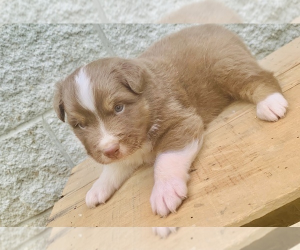 Medium Photo #12 Australian Shepherd Puppy For Sale in ARBA, IN, USA
