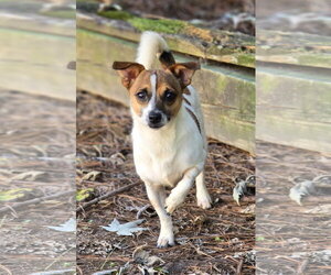 Mutt Dogs for adoption in Social Circle, GA, USA
