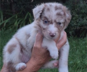 Medium Border-Aussie