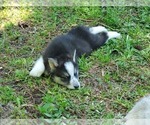 Small #2 Border Collie-Siberian Husky Mix