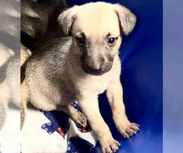 Medium Photo #2 Shepradors Puppy For Sale in Houston, TX, USA
