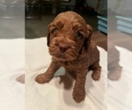 Small Photo #5 Cockapoo Puppy For Sale in STREATOR, IL, USA