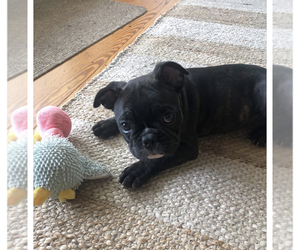 French Bulldog Puppy for sale in JOHNS ISLAND, SC, USA