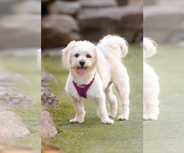 Medium Photo #4 Havamalt Puppy For Sale in McKinney, TX, USA