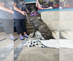 Mastiff-Unknown Mix Dogs for adoption in Goodyear, AZ, USA