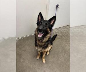 German Shepherd Dog Dogs for adoption in Rosenberg, TX, USA