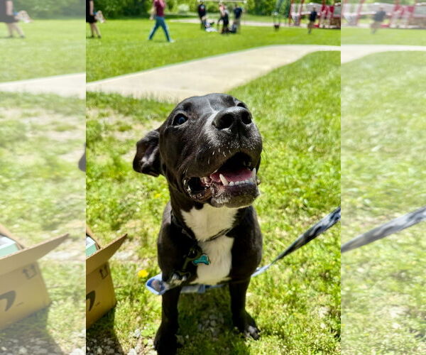 Medium Photo #4 American Pit Bull Terrier-Unknown Mix Puppy For Sale in Germantown, OH, USA
