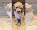 Puppy Lovey Goldendoodle