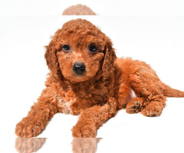 Medium Photo #15 Goldendoodle mix (+ Poodle Miniature) Puppy For Sale in DURHAM, CT, USA