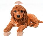 Small #14 Goldendoodle mix (+ Poodle Miniature)