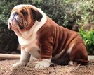 Small Photo #1 Bulldog Puppy For Sale in CHINO HILLS, CA, USA