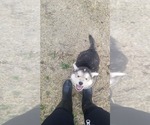 Small Photo #2 Alaskan Malamute-Wolf Hybrid Mix Puppy For Sale in PEARCE, AZ, USA