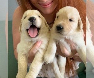 Golden Retriever Puppy for sale in BAKERSFIELD, CA, USA