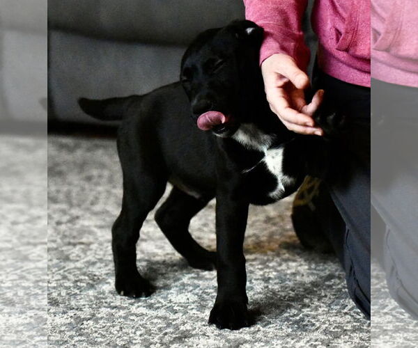 Medium Photo #2 American Bulldog-Labrador Retriever Mix Puppy For Sale in Mechanicsburg, PA, USA