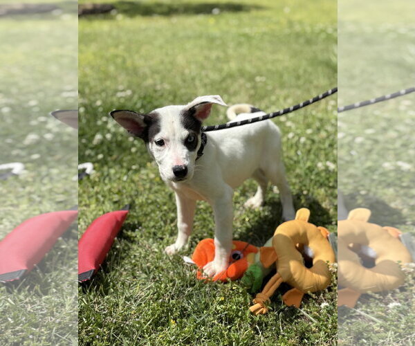 Medium Photo #2 Labrador Retriever-Unknown Mix Puppy For Sale in Yardley, PA, USA