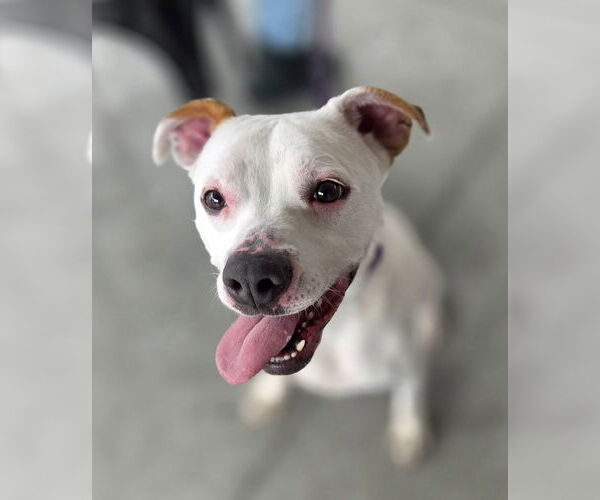 Medium Photo #2 Mutt Puppy For Sale in Hillsboro, NH, USA