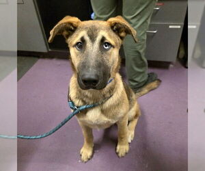 Shepradors Dogs for adoption in Long Beach, CA, USA