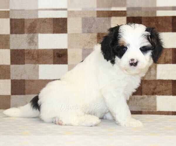 Medium Photo #4 Bernedoodle (Miniature) Puppy For Sale in DENVER, PA, USA