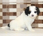 Small #3 Bernedoodle (Miniature)