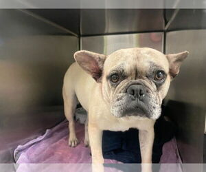 French Bulldog Dogs for adoption in Rancho Cucamonga, CA, USA