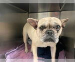 Small French Bulldog
