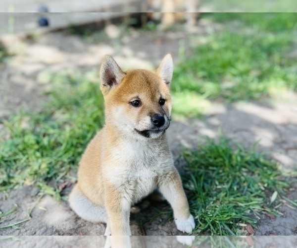 Medium Photo #29 Shiba Inu Puppy For Sale in FREMONT, CA, USA