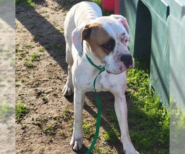Medium Photo #2 Boxer Puppy For Sale in Davis, CA, USA