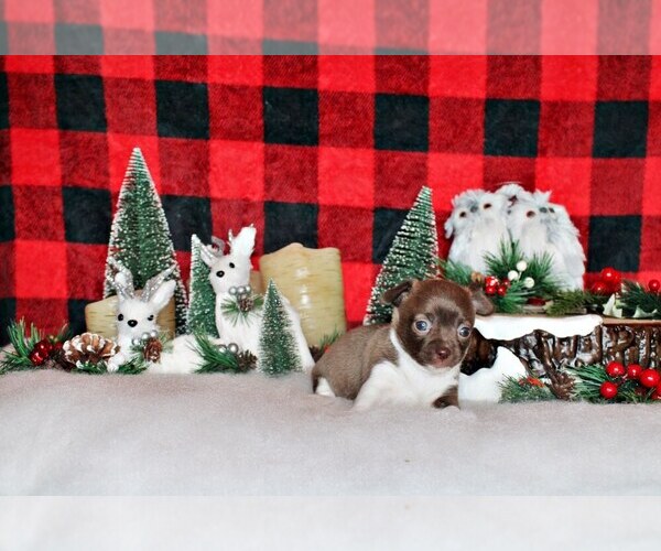 Medium Photo #3 Chihuahua Puppy For Sale in CHARLESTON, AR, USA