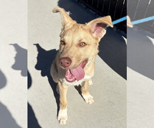Ko Joe - Male Siberian Husky Dog for Adoption - Photo #2