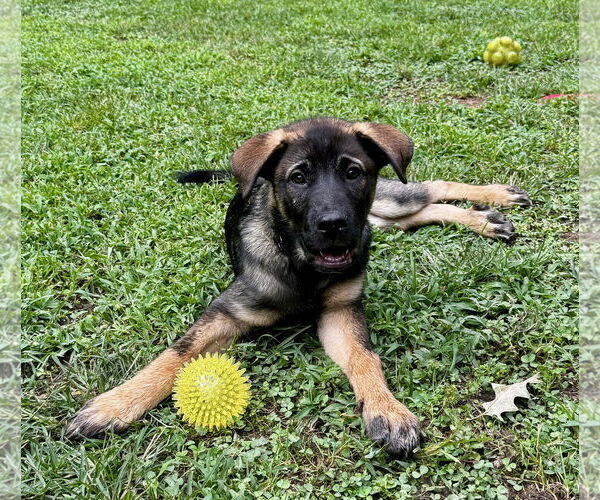 Medium Photo #11 German Shepherd Dog-Unknown Mix Puppy For Sale in New Hill, NC, USA