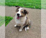 Puppy Chester Shetland Sheepdog