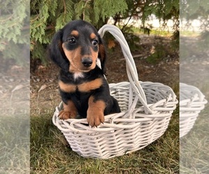 Dachshund Puppy for Sale in MIDDLEBURY, Indiana USA