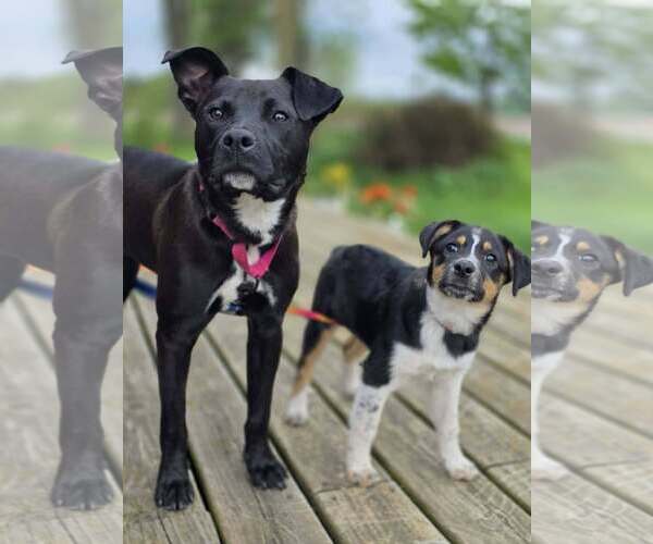 Medium Photo #6 Mutt Puppy For Sale in New London, WI, USA