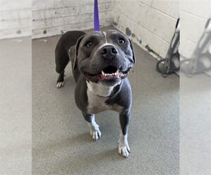 Mutt Dogs for adoption in San Bernardino, CA, USA