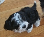 Puppy Benji Cockapoo-Maltese Mix