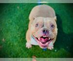 Small Bulldog