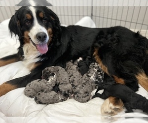 Mother of the Bernedoodle puppies born on 03/03/2023