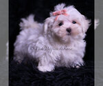 Puppy Zander Maltese
