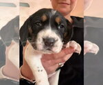 Small Photo #11 Beagle-Unknown Mix Puppy For Sale in New York, NY, USA