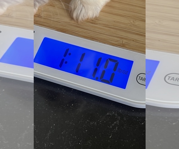 Medium Photo #6 Maltese Puppy For Sale in NILES, MI, USA