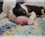 Small Photo #215 Border Collie Puppy For Sale in NORBORNE, MO, USA