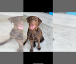 Small Photo #1 Labrador Retriever Puppy For Sale in SAN JOSE, CA, USA