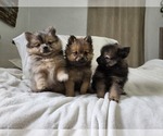 Small Pomeranian