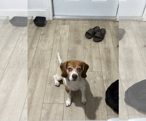 COURTESY POST: Royce - Male Beagle Dog for Adoption - Photo #4