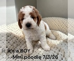 Image preview for Ad Listing. Nickname: Boy AKC